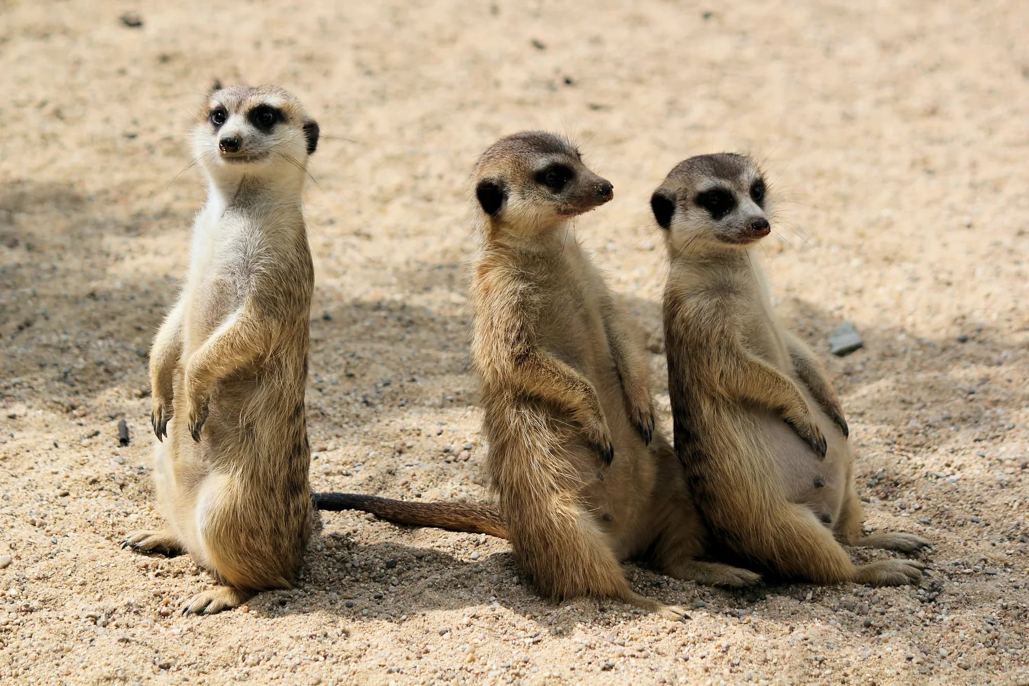 Zoo de La Palmyre : tarifs, animaux et préparer sa visite