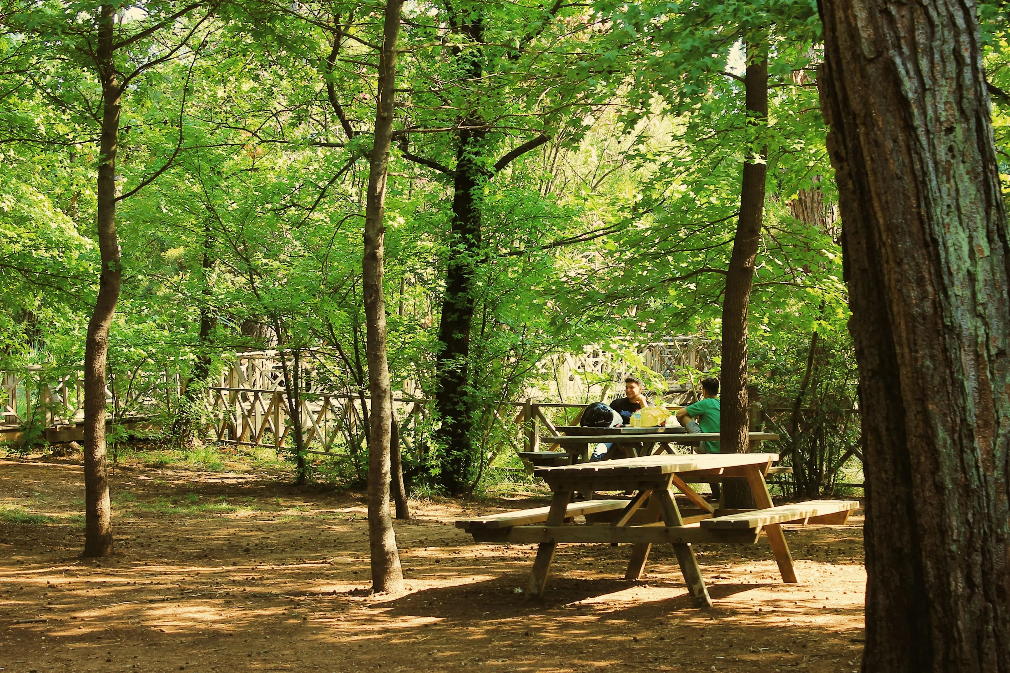 Ce parc forestier unique en France a rouvert cette semaine. Voici ce qui vous attend dans les arbres.