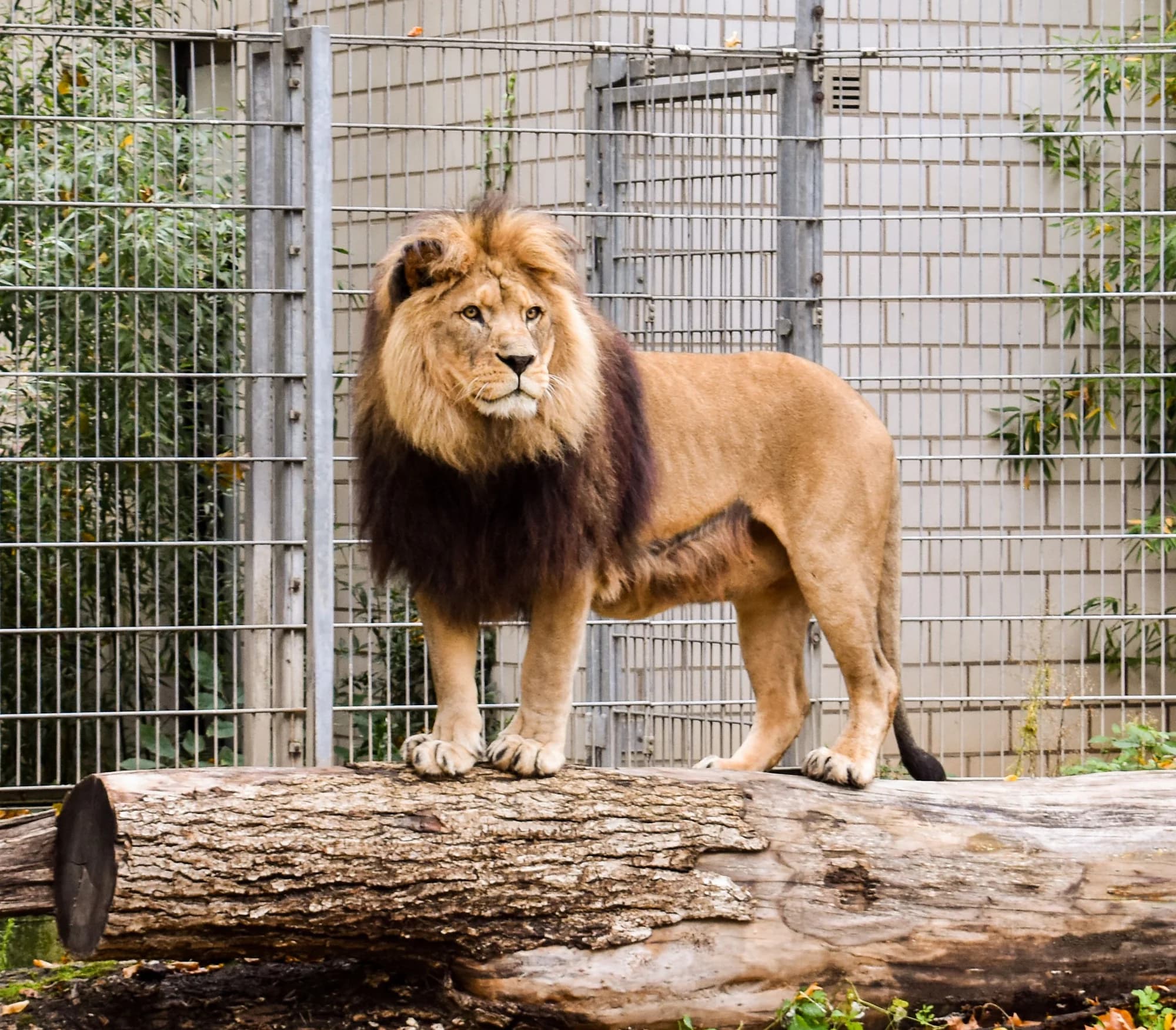 Zoo d'Amnéville : spectacles, tarifs et conseils