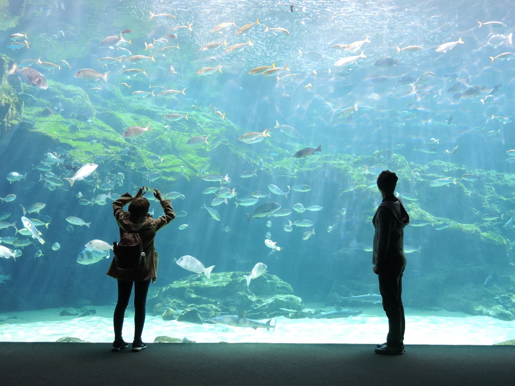 Aquariums à visiter en France : les plus beaux spots