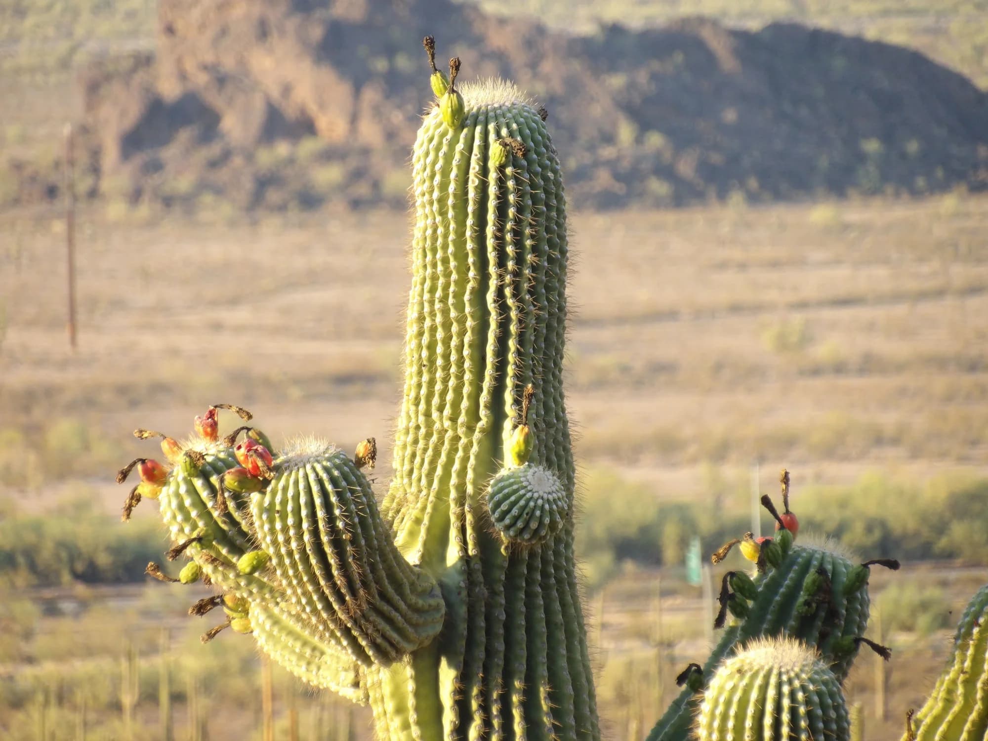 Mer de Sable : attractions far west, tarifs et visite