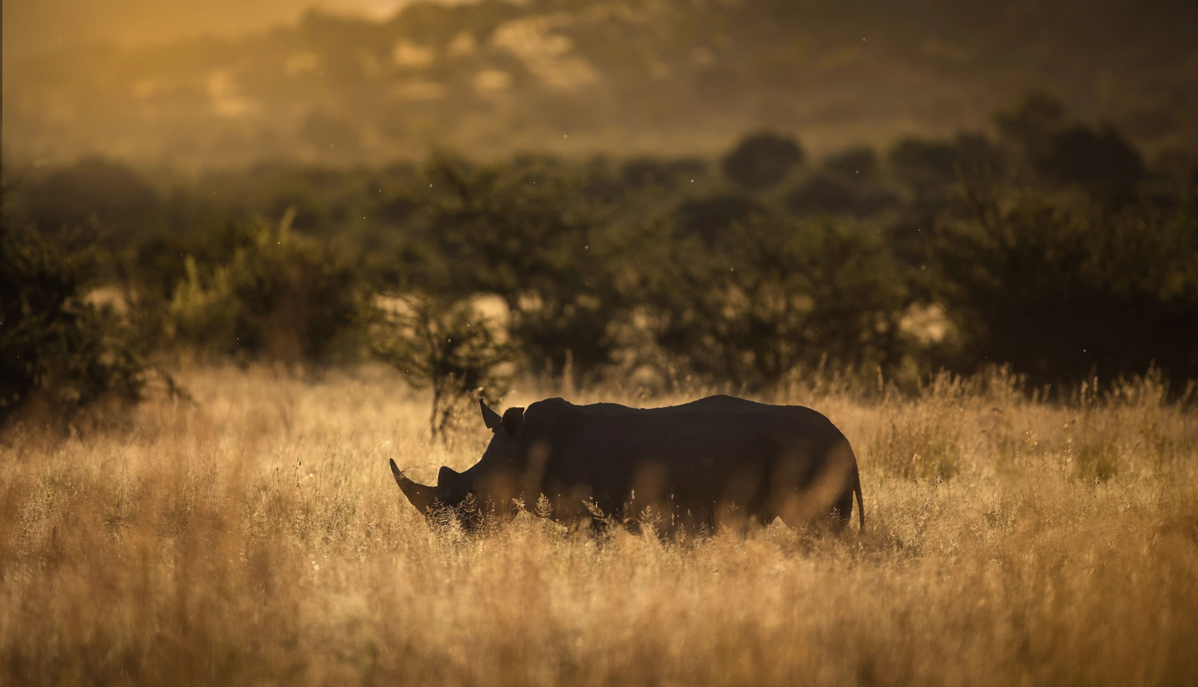 Rhinocéros noirs : un retour historique au Zimbabwe après 30 ans d'absence