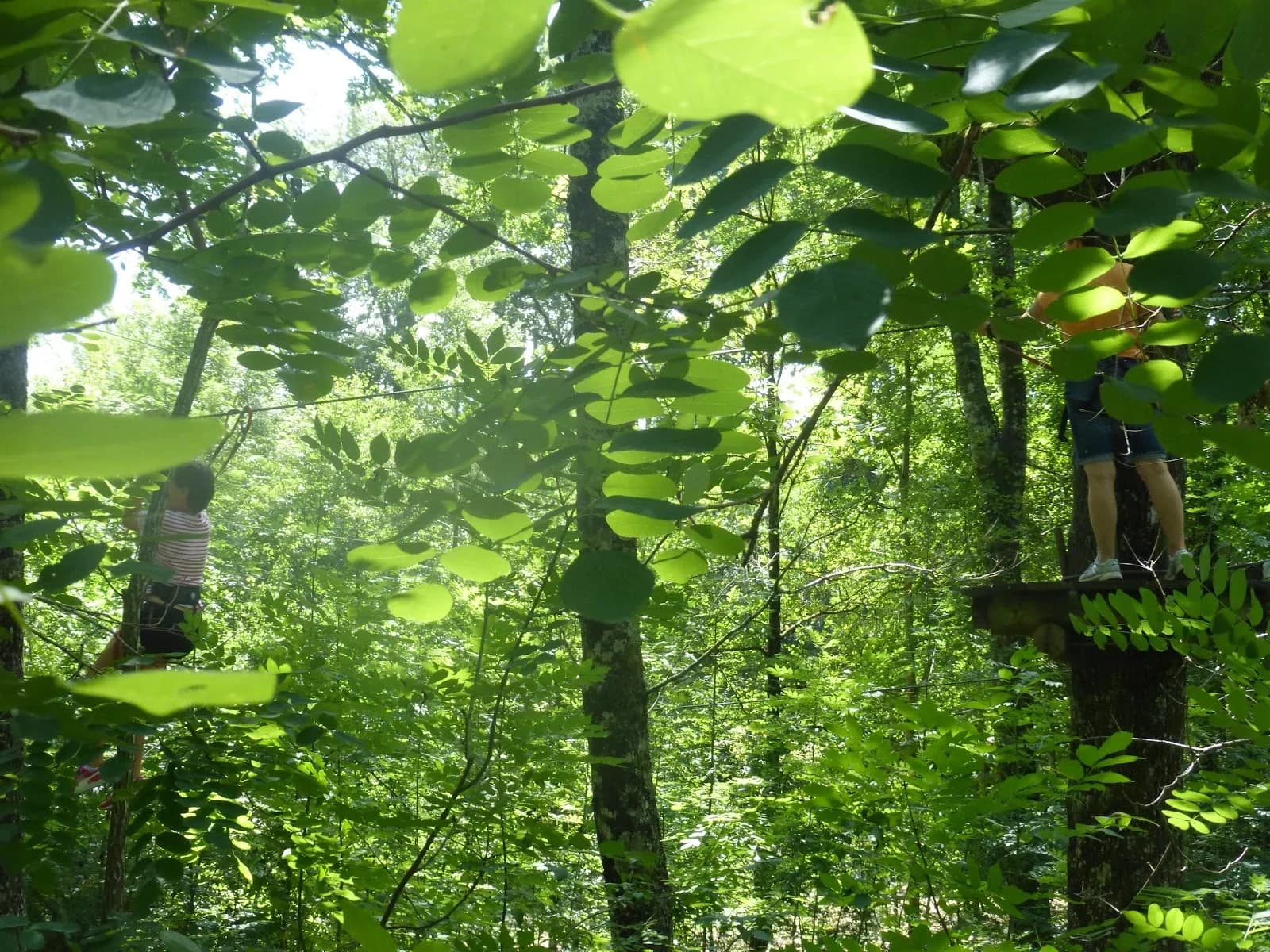Été : accrobranche en famille