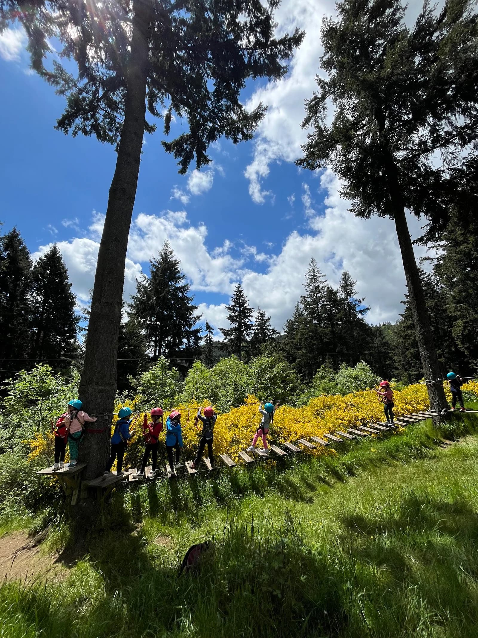 Au Fil des Arbres